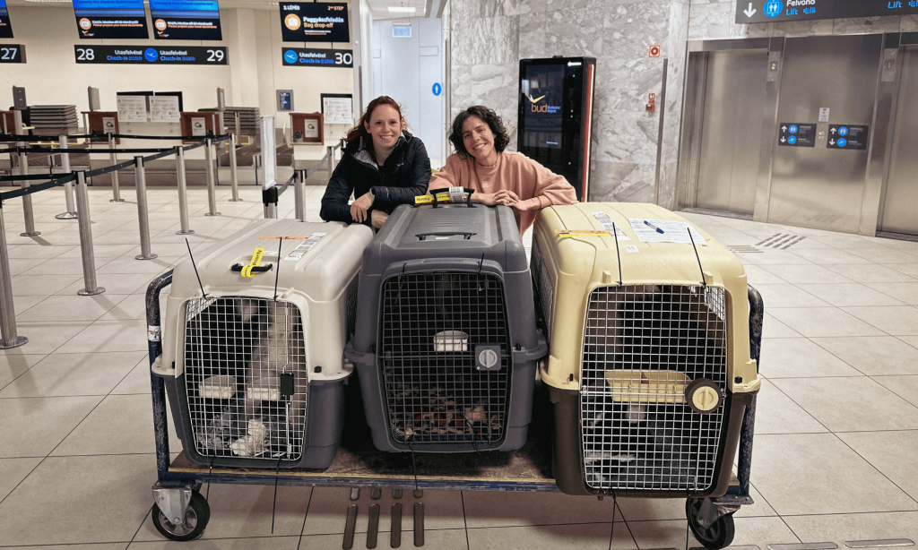 Dog and cat Air transport wordwide
